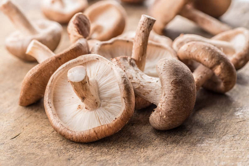 Shiitake Mushroom