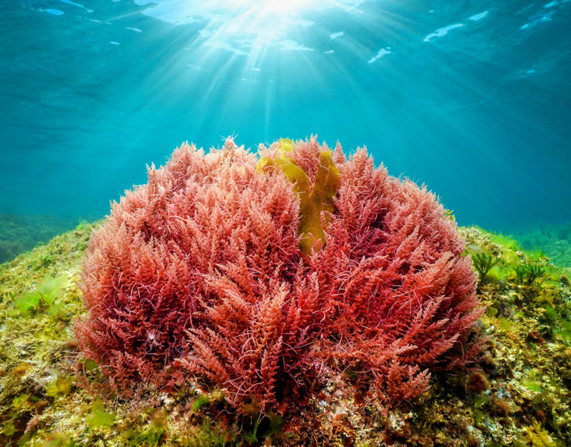 Red Algae