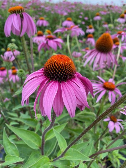 Echinacea