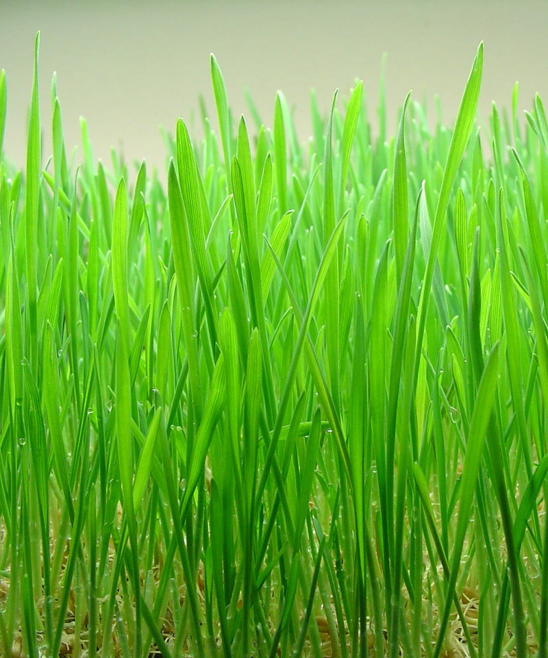 Wheat Grass