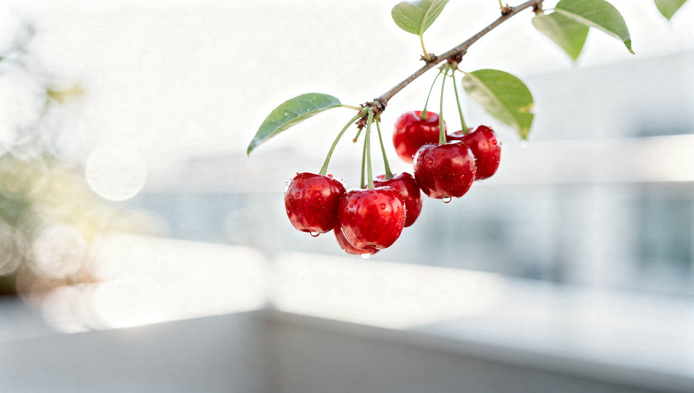 Longevity Road health and wellness supplement – premium quality ingredients for longevity