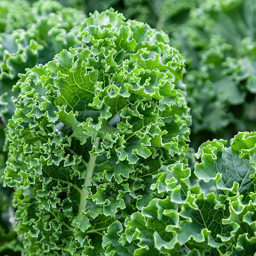 Kale